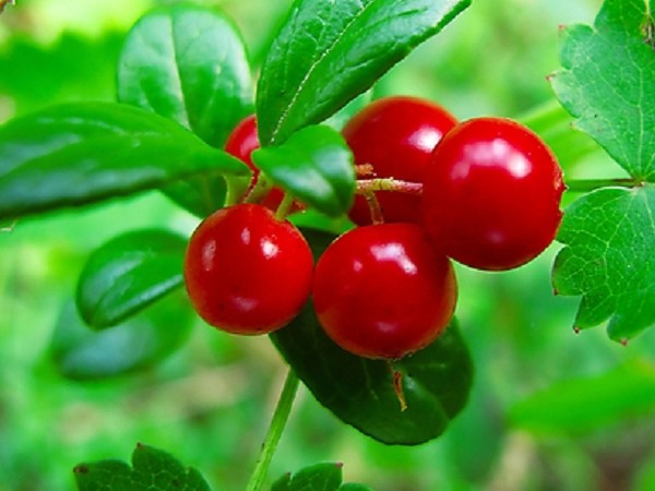 Lingonberry